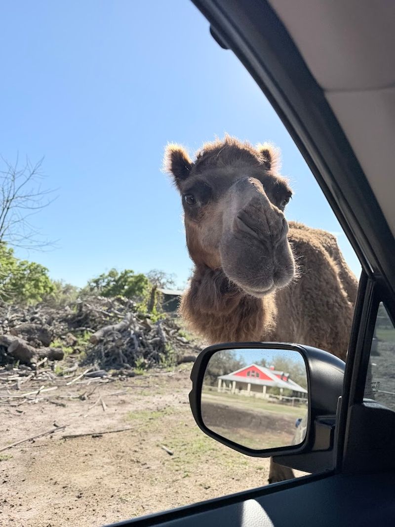 The Drive-Through Safari Experience That Feels Genuinely Wild