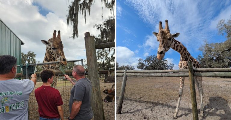 This Florida Ranch Near Tampa Transforms A Simple Day Trip Into A Giraffe-Filled Safari