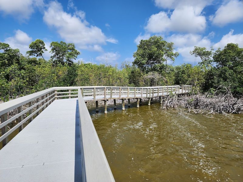 Alligators Everywhere You Look