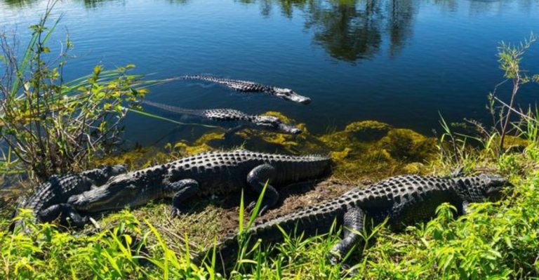 This Florida Relaxing Trail Leads Through Alligator-Filled Wetlands