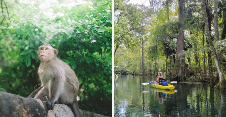 This Florida River Lets You Kayak Past Wild Monkeys You Didn’t Expect To See