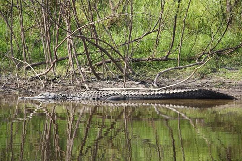 The River Holds Fossils From The Miocene And Pliocene Epochs