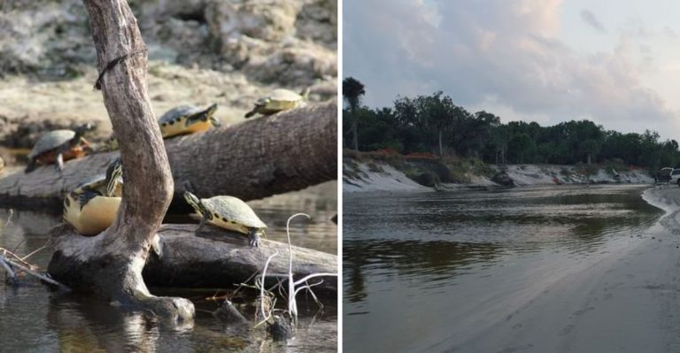This Florida River Offers A Rare Chance To Hunt For Fossils Millions Of Years Old