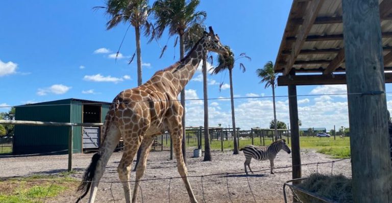 This Florida Safari Park Drive-Through Offers An Unforgettable Wild Animal Adventure