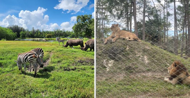 This Florida Safari Park Makes A Summer Road Trip Feel Like A Full Adventure