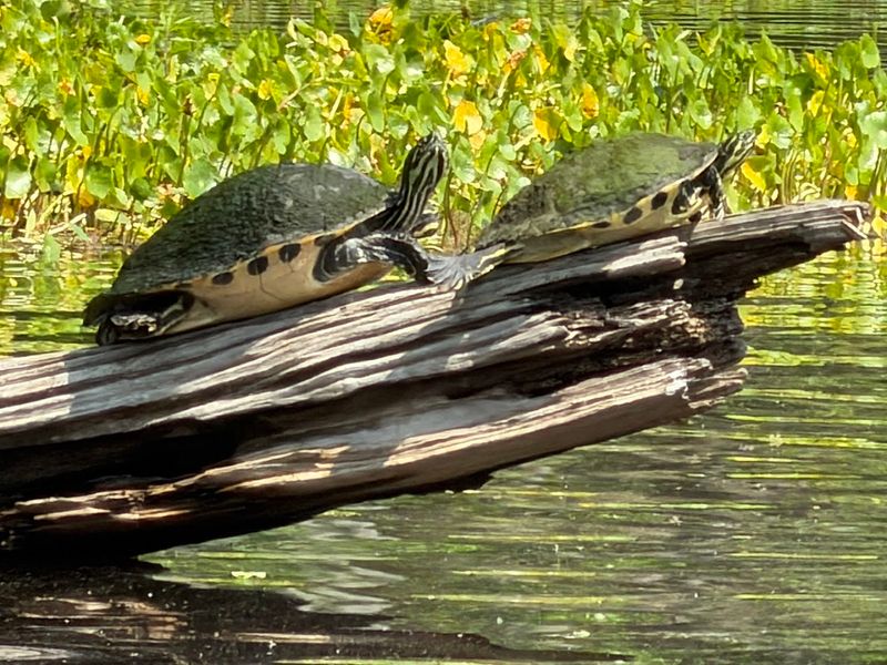 The Island Is Only Accessible By Ferry