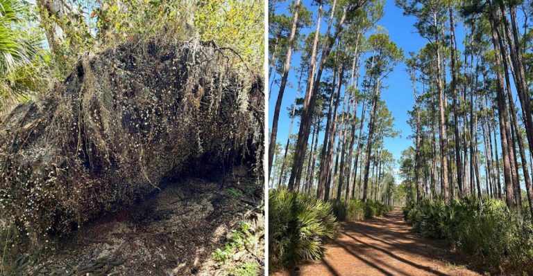 This Florida State Park Has A Trail That Leads To An Ancient Shell Mound