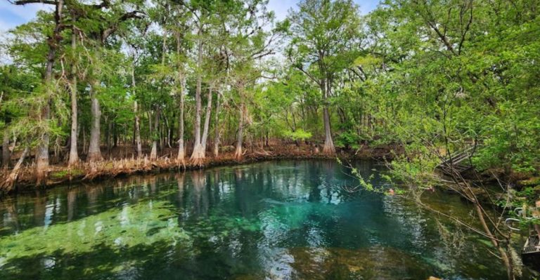 This Florida State Park Has An 800-Foot Boardwalk That Ends In A Cypress Forest