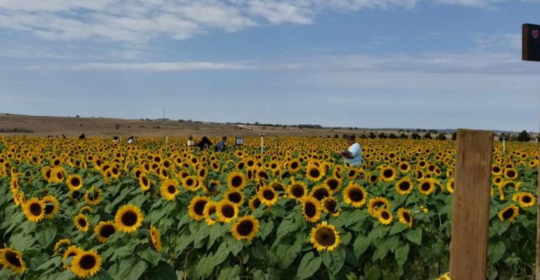 This Florida Sunflower Field Blooms By The Thousands And Lets Guests Explore Without Paying