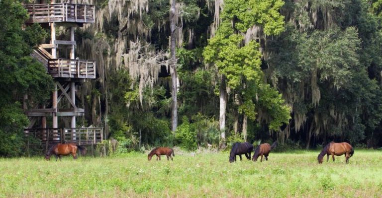 This Florida Trail Is Where Wild Horses Still Roam Free