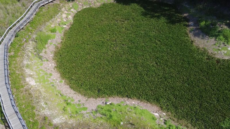 A Prairie Canvas That Changes Color Overnight