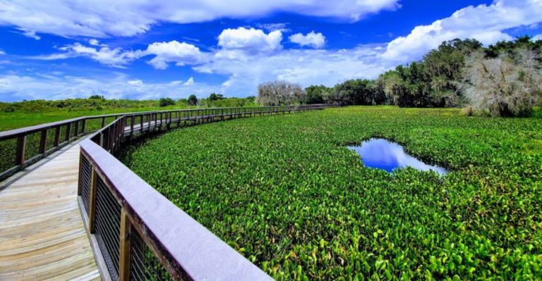 This Florida Trail Turns Into Something Special With Wildflowers For A Few Weeks Each Spring