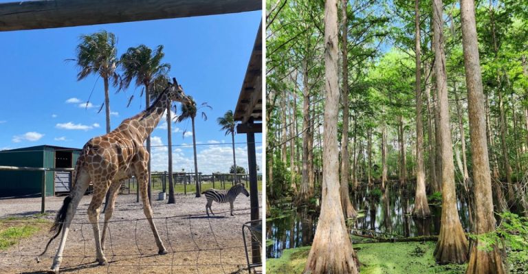 This Florida Wildlife Park Lets You Hold A Real Sloth Up Close And It’s As Magical As It Sounds