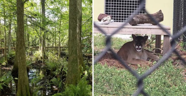 This Florida Wildlife Sanctuary Lets You Get Within 5 Feet Of Tigers & Lions