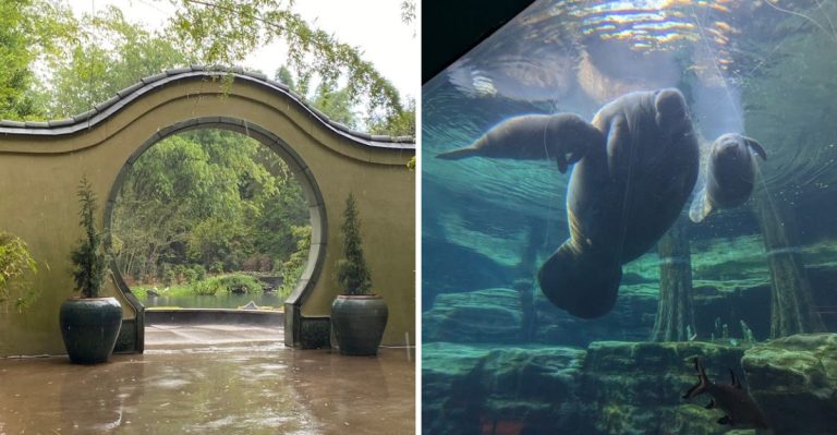 This Florida Zoo Is Opening A 330,000-Gallon Manatee Rescue Center This March