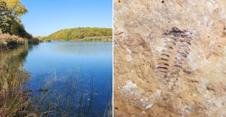 This Former Illinois Coal Mine Is Full Of Ancient Fossils Waiting To Be Discovered