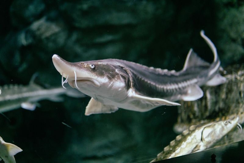 Start With The Sturgeon Exhibit