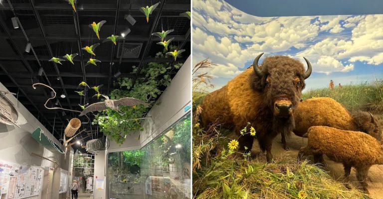 This Free Central Illinois Museum Showcases Giant Fossils And 300-Million-Year Mysteries