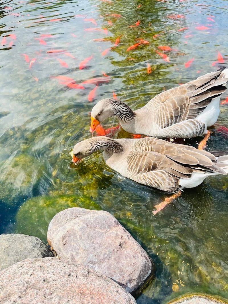 This Free Tuesday Farm Park In Illinois Is A Dreamy Family Day Trip This Free Tuesday Farm Park In Illinois Is A Dreamy Family Day Trip