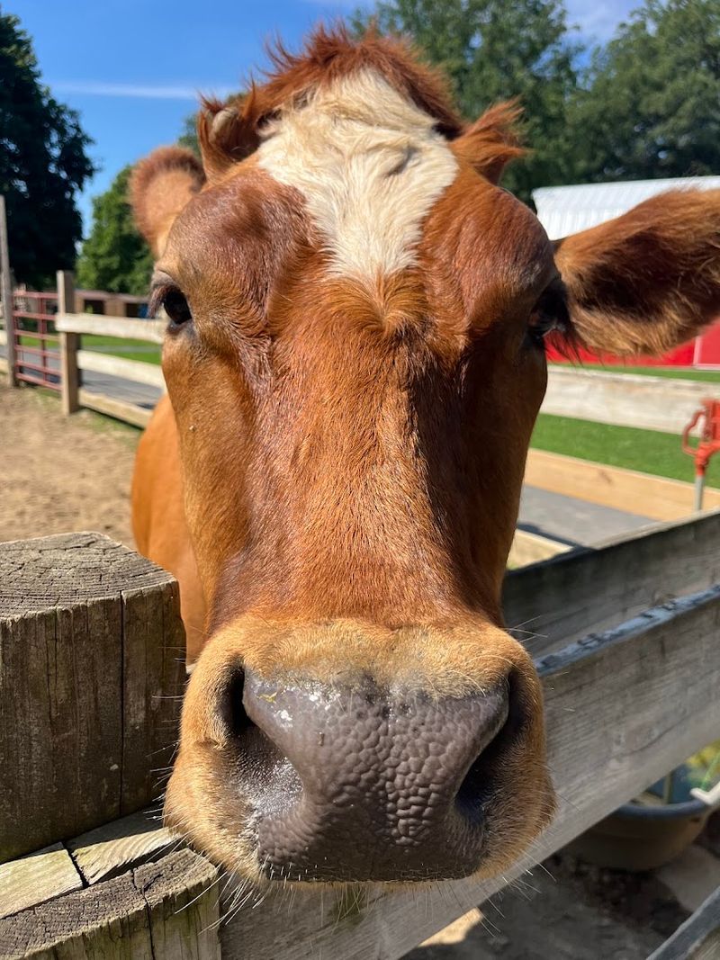 This Free Tuesday Farm Park In Illinois Is A Dreamy Family Day Trip This Free Tuesday Farm Park In Illinois Is A Dreamy Family Day Trip