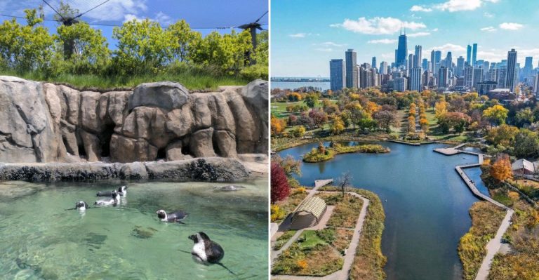 This Free Zoo Lets You See Lions, Gorillas, And Penguins Against One Of Illinois’ Best Skylines