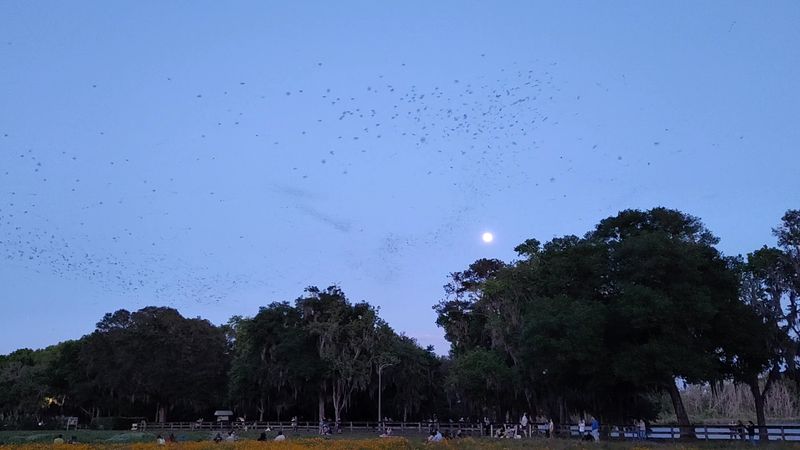 A Nightly Spectacle That Rivals Any Fireworks Show