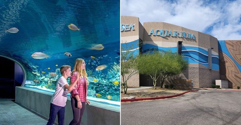 This Giant Aquarium In Scottsdale, Arizona Has Sharks, Otters, And The World’s Only Revolving Ocean Tunnel