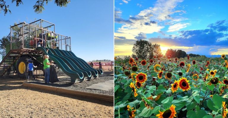 This Giant Colorado Sunflower Field Is A Bright Summer Detour Worth Waiting For