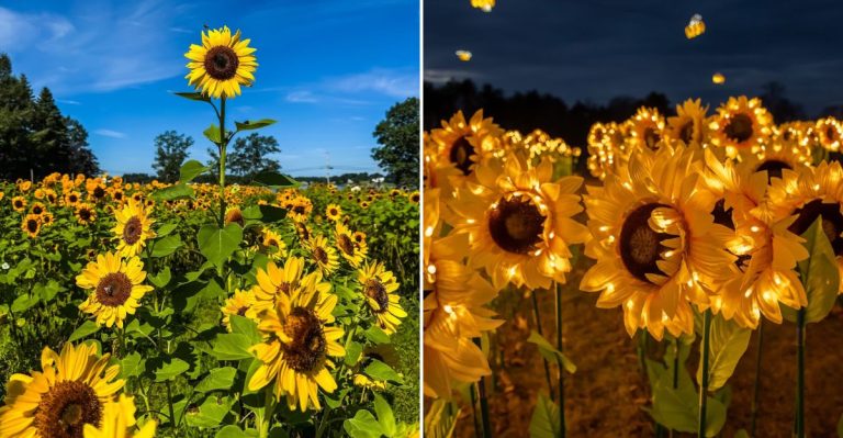 This Giant Maine Sunflower Field Is One Of Summer’s Most Spectacular Sights