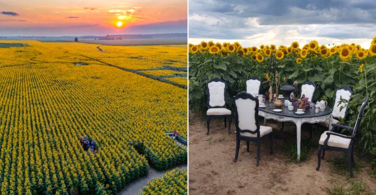 This Giant Ohio Sunflower Field Is A Bright Summer Detour Worth Waiting For