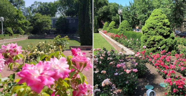 This Gorgeous Illinois Rose Garden Is A Hidden Gem Most People Miss (And It’s Free)