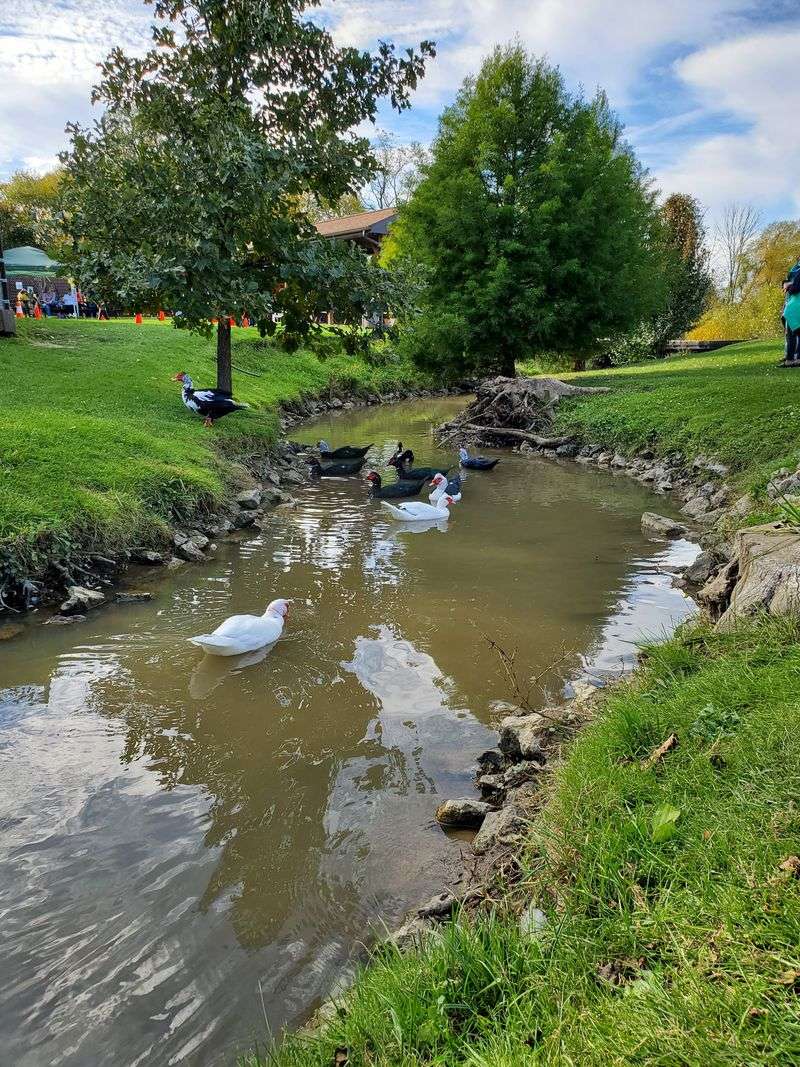 Where The Howls Begin