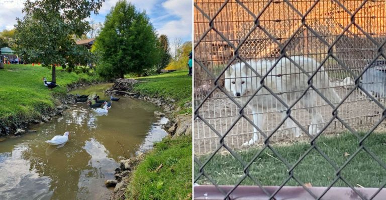 This Hidden Animal Sanctuary In Illinois Lets You Hear The Majestic Wolf Howls