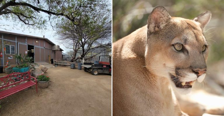 This Hidden Arizona Sanctuary Has Turned Into A Big Cat Refuge