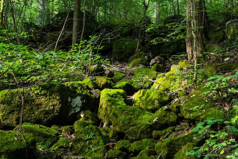 A Quiet Path Few Travelers Ever Notice