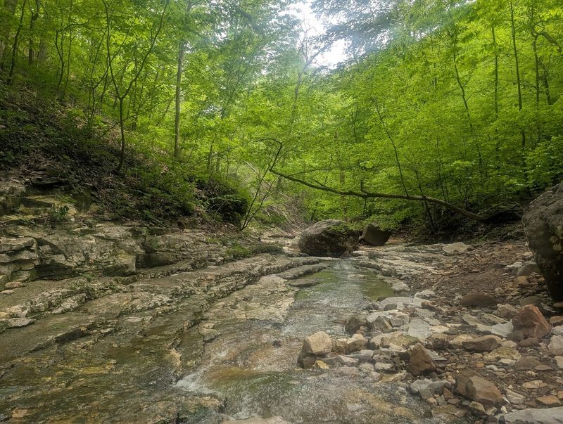 A Scenic Trail Through Lush Forest