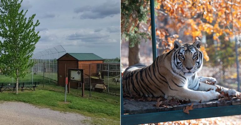 This Hidden Arkansas Sanctuary Lets You Experience Wildlife Up Close