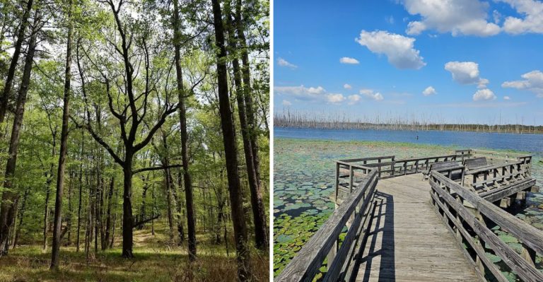 This Hidden Arkansas Trail Leads To A Lake View That Feels Unreal In 2026