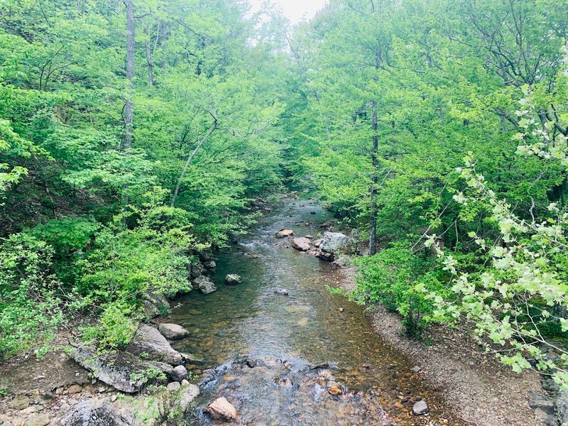A Quiet Forest Road Sets The Scene