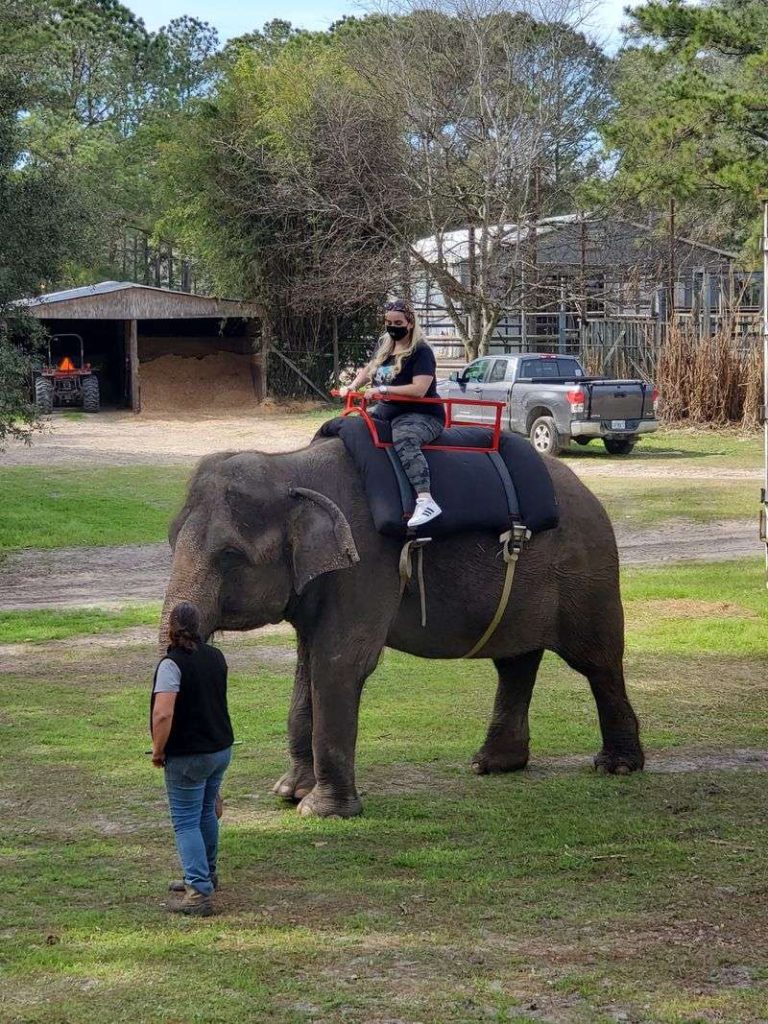 This Hidden Florida Elephant Ranch Offers An Unforgettable Hands-On ...
