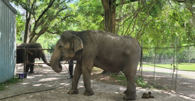 This Hidden Florida Elephant Ranch Offers An Unforgettable Hands-On Adventure