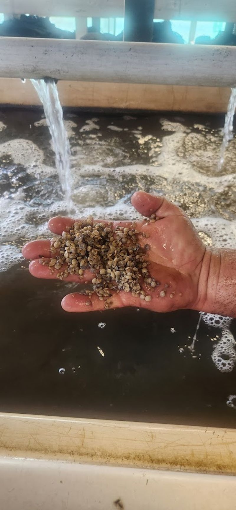 Fresh Clams Straight From The Water