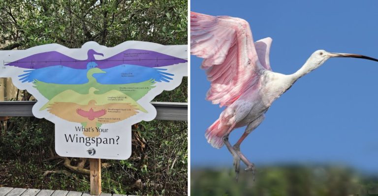 This Hidden Florida Sanctuary In The Keys Is Home To More Than 90 Rescued Birds
