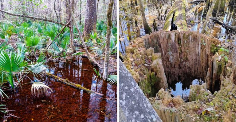 This Hidden Forest In South Carolina Feels Like A Real-Life Fairy Tale