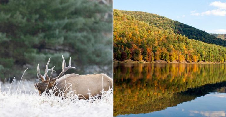 This Hidden Gem Pennsylvania Park Might Offer The Best Wild Elk Sightings In The State
