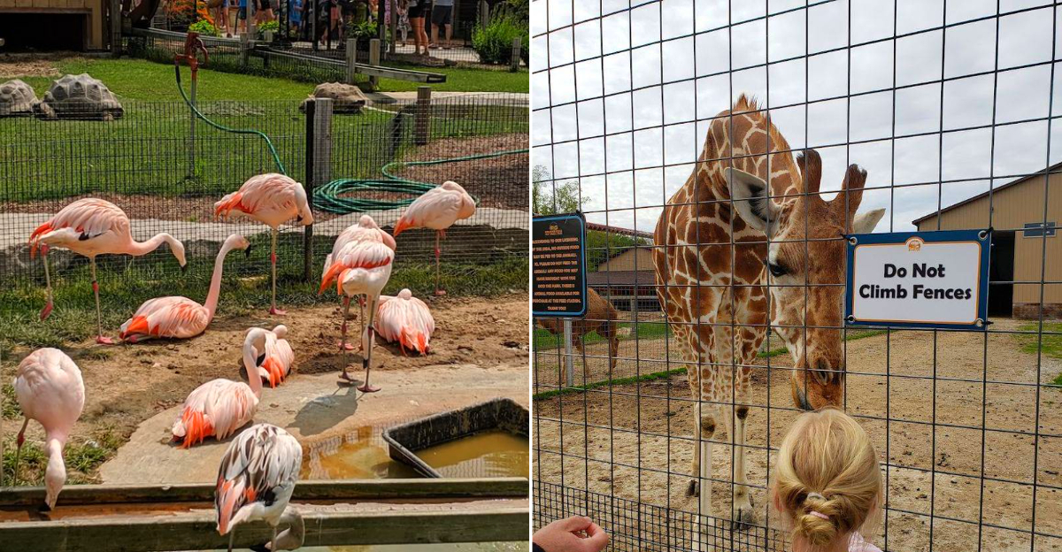 Boulder Ridge Wild Animal Park