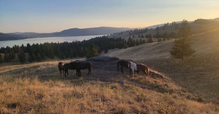 This Hidden Montana Island Is Home To Wild Horses, Bighorn Sheep, And Bald Eagles