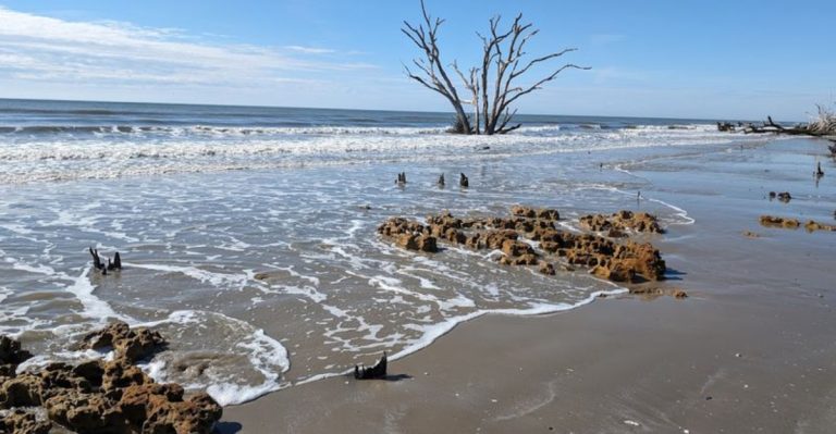 This Hidden Natural Wonder In South Carolina Feels Like Another World