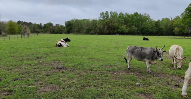This Hidden North Florida Farm Sanctuary Lets You Cuddle Rescued Pigs And Cows And Even Go Glamping