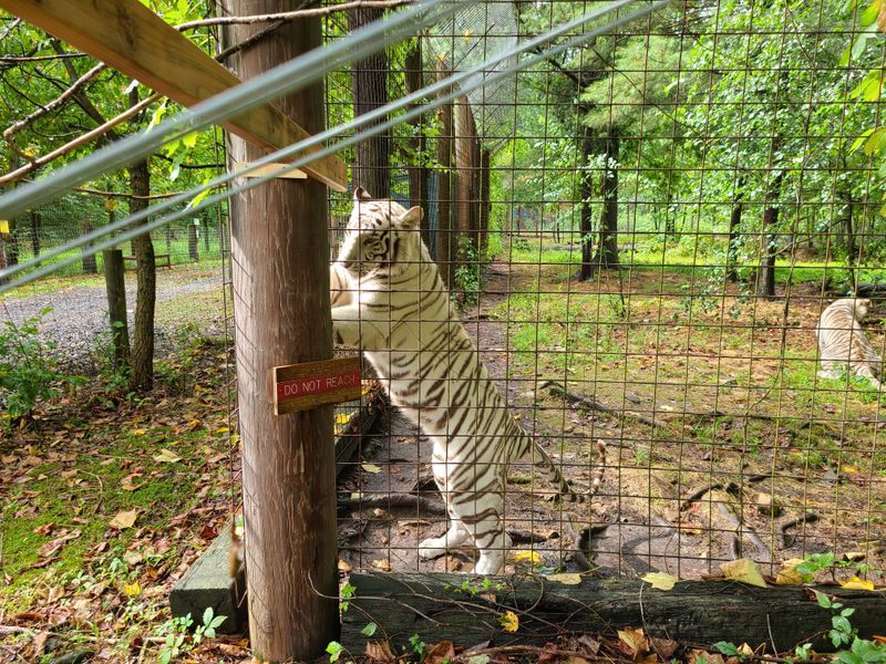 From Humble Beginnings to Roaring Success